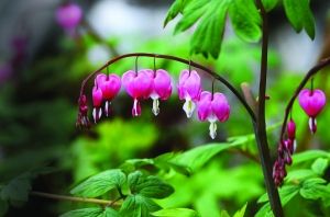 公園 荷包牡丹 花卉