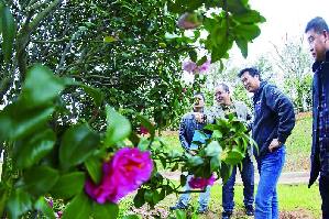 茶花 芽變 苗木