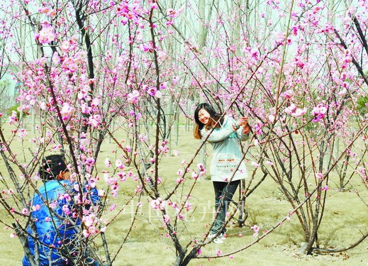 鄭州 問花節 綠博園