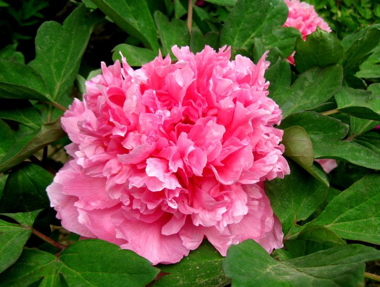 牡丹 武漢 花王