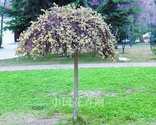 垂枝銀芽柳 鄭州 綠化