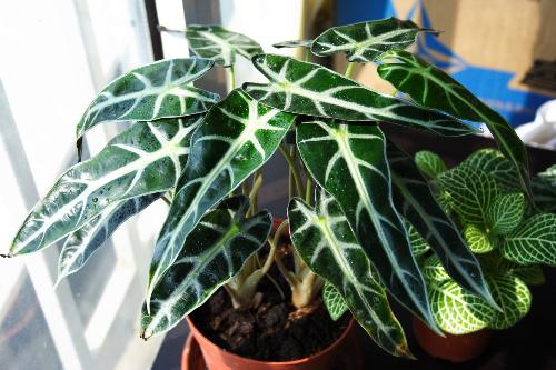 PM2.5 花卉 黑葉觀音蓮