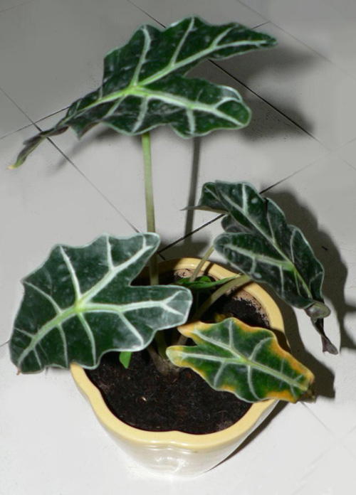 PM2.5 花卉 黑葉觀音蓮