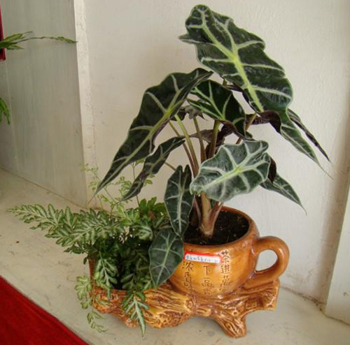 PM2.5 花卉 黑葉觀音蓮