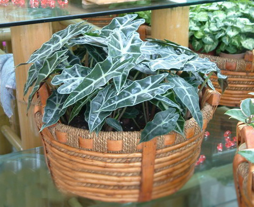 PM2.5 花卉 黑葉觀音蓮