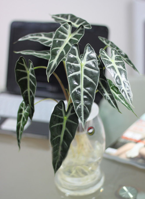 PM2.5 花卉 黑葉觀音蓮