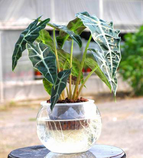 PM2.5 花卉 黑葉觀音蓮