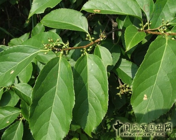 南蛇藤 蛇字植物 