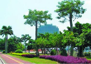 北部灣 綠道 綠化