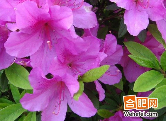 杜鵑 安徽 花卉