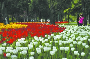 郁金香 中山公園 球根花卉