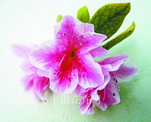 杜鵑 花卉 育種