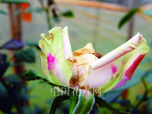 切花 栽培 大棚