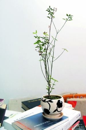 園林設(shè)計(jì)師 呂兆球 園林景觀