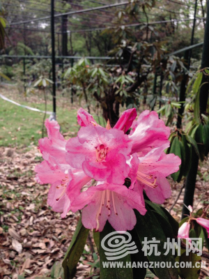 太子灣 郁金香 植物園 杜鵑花