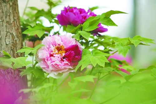 牡丹 洛陽 花卉