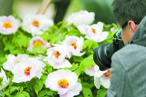 牡丹 洛陽 花卉