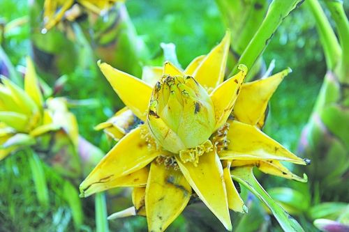 牡丹 洛陽 花卉