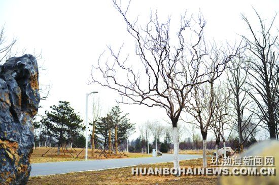 樹(shù)枝形狀奇特的龍桑