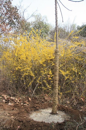 濟(jì)寧泗水植物園