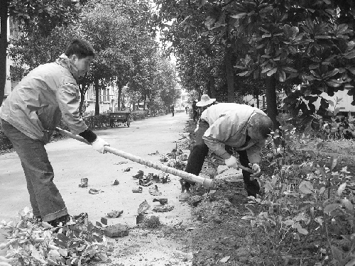 金華 綠化 植樹