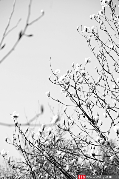 上海 綠化 玉蘭