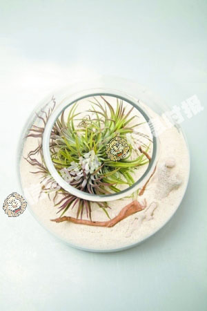 空氣鳳梨 植物 花卉