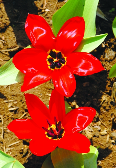 歐洲 花卉 南京中山公園