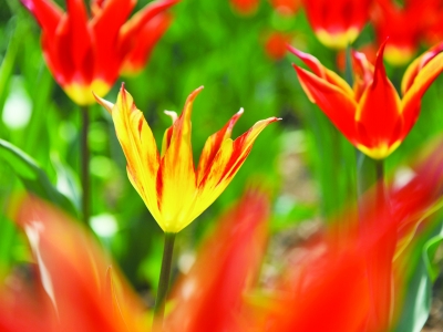 歐洲 花卉 南京中山公園
