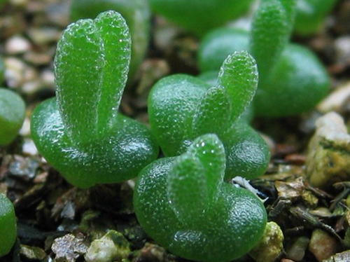 多肉植物 枝干番杏 碧光環(huán)