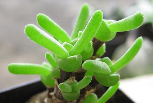 多肉植物 枝干番杏 碧光環(huán)