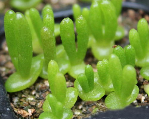 多肉植物 枝干番杏 碧光環(huán)