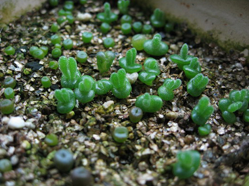 多肉植物 枝干番杏 碧光環(huán)