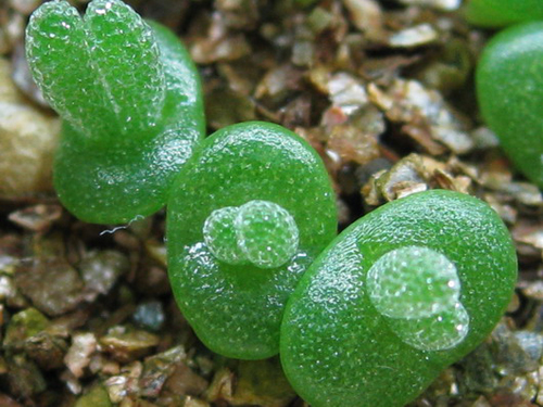 多肉植物 枝干番杏 碧光環(huán)