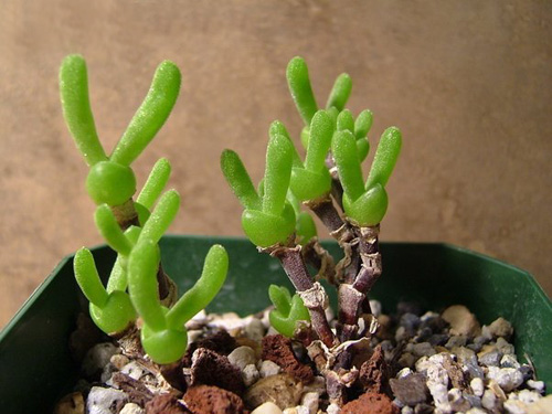 多肉植物 枝干番杏 碧光環(huán)