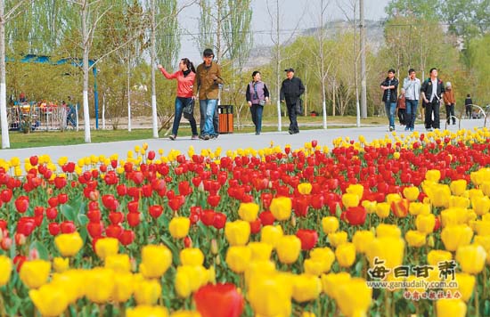 蘭州 郁金香 甘肅