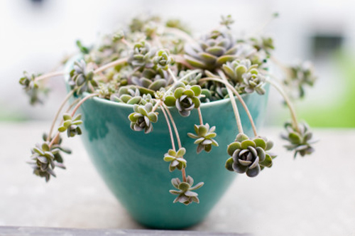 多肉植物 子持蓮華 子持年華