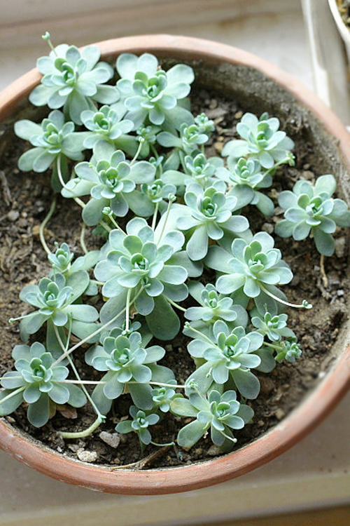 多肉植物 子持蓮華 子持年華