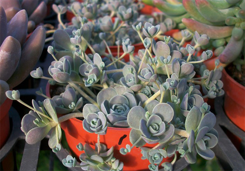 多肉植物 子持蓮華 子持年華