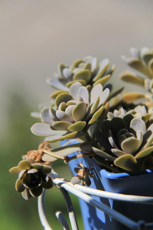 多肉植物 子持蓮華 子持年華