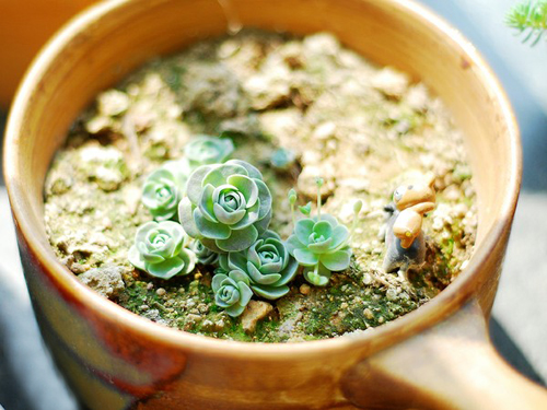 多肉植物 子持蓮華 子持年華