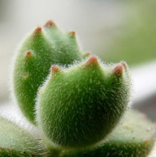 多肉植物 熊童子 景天