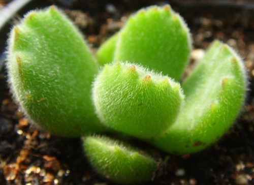 多肉植物 熊童子 景天