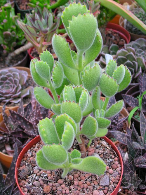 多肉植物 熊童子 景天