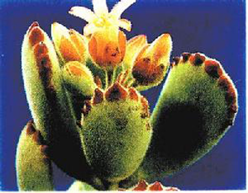 多肉植物 熊童子 景天