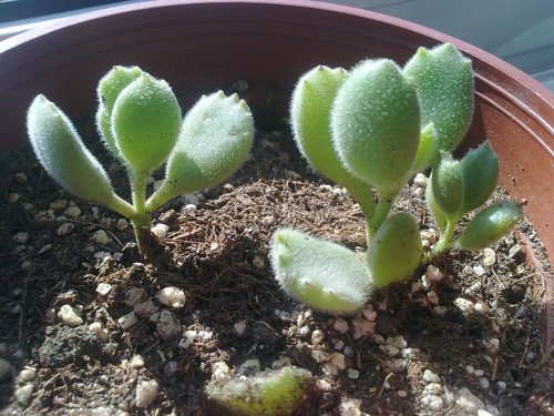 多肉植物 熊童子 景天