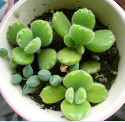 多肉植物 熊童子 景天