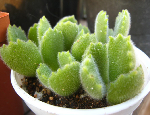 多肉植物 熊童子 景天