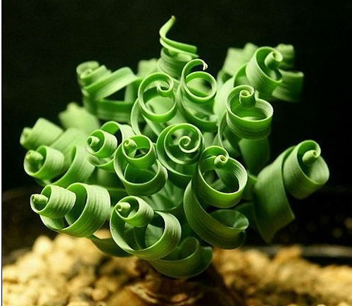 多肉植物 彈簧草 螺旋草