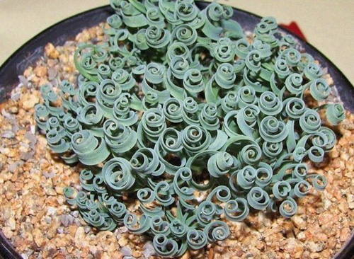 多肉植物 彈簧草 螺旋草